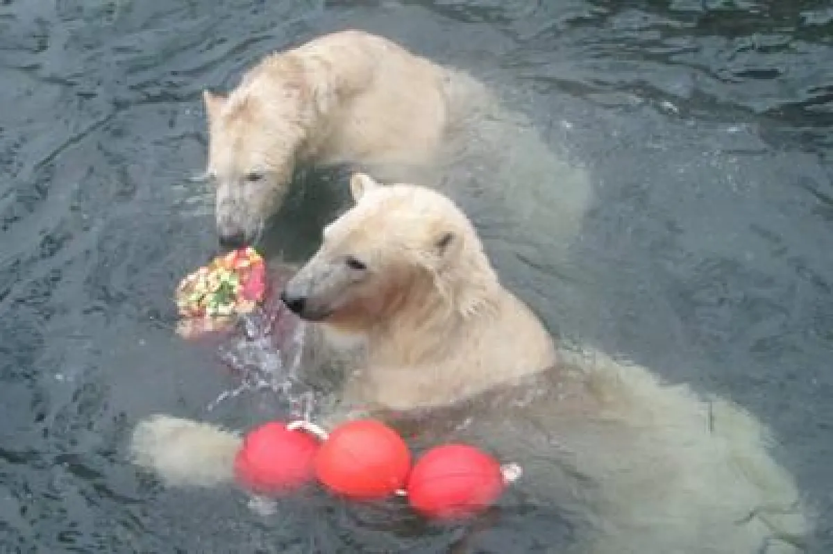 Arktos & Nanuq feiern ihren 3. Geburtstag in Yukon Bay