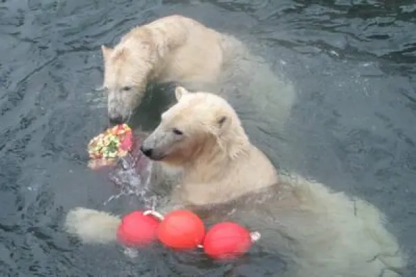 Bild: Happy BÄRSday im Erlebnis-Zoo Hannover