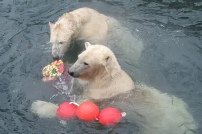 Bild: Happy BÄRSday im Erlebnis-Zoo Hannover
