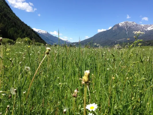 Bild: Überleben in der Wildnis