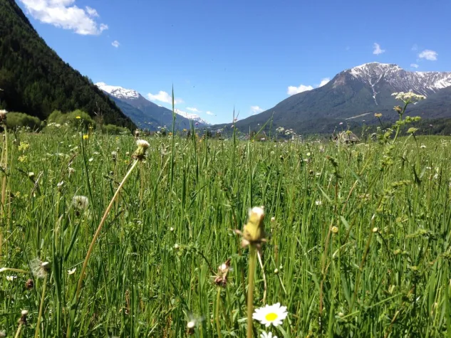 Bild: Überleben in der Wildnis