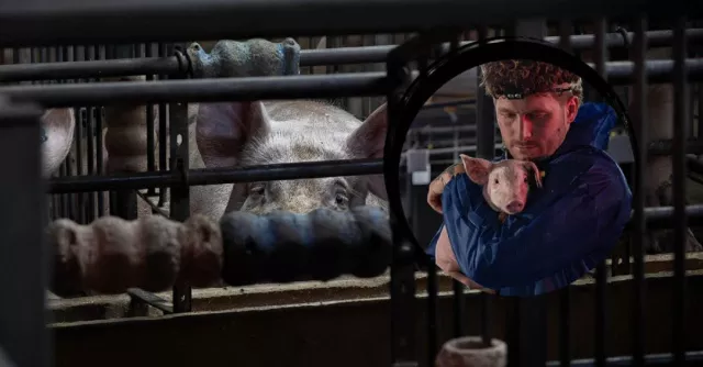Bild: Tierschützer Malte Zierden und ANINOVA retten Ferkel aus Schweine-Hölle - Undercover in einer Schweinezucht