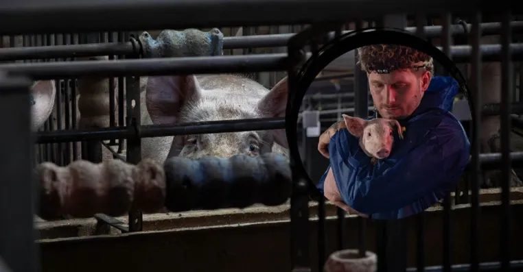 Tierschützer Malte Zierden und ANINOVA retten Ferkel aus Schweine-Hölle - Undercover in einer Schweinezucht Bild: Tierschützer Malte Zierden und ANINOVA retten Ferkel aus Schweine-Hölle - Undercover in einer Schweinezucht