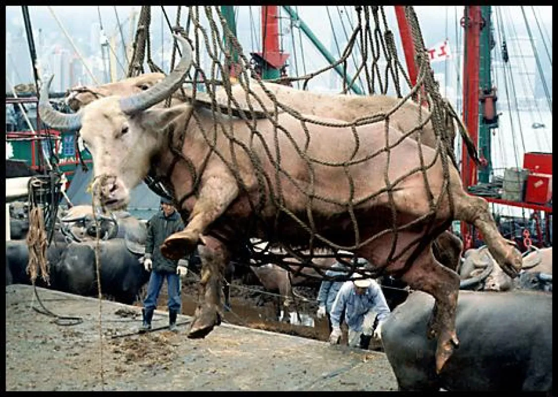 Millionen Kühe, Pferde, Schweine und andere Tiere werden weltweit unter unvorstellbaren Bedingungen transportiert.