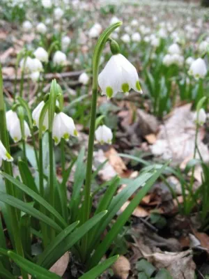 Bild: Frühling in der Weltenburger Enge