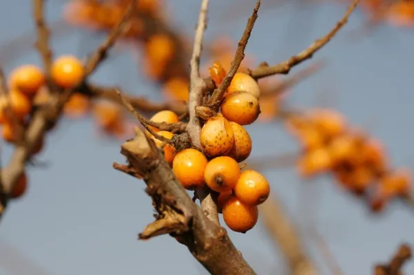 Bild: Mit Sanddorn-Tee Erkältung und Alterserscheinungen vorbeugen