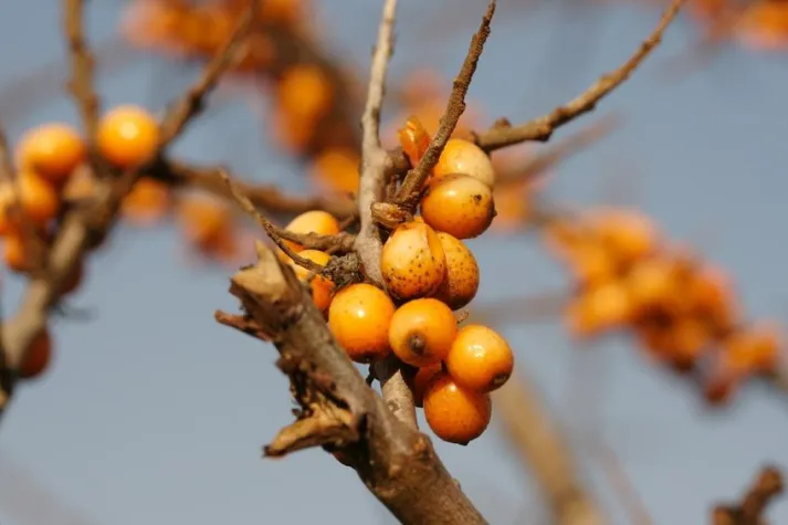 Bild: Mit Sanddorn-Tee Erkältung und Alterserscheinungen vorbeugen