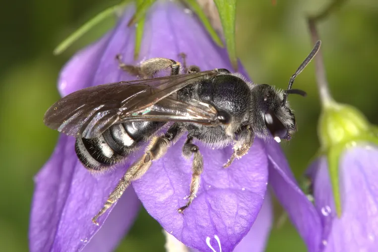 Bild: Ziemlich wählerisch: Glockenblumen-Schmalbiene ist die Wildbiene des Jahres 2026