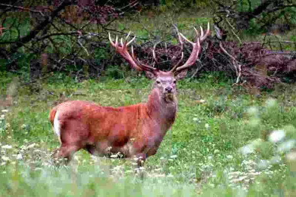 Bild: Hirschbrunft im Sellraintal/Tirol