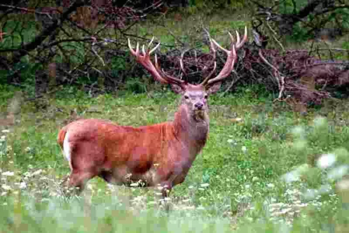 Bild: Hirschbrunft im Sellraintal/Tirol