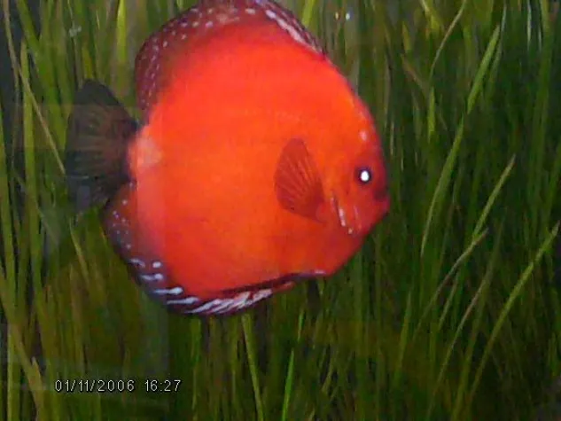 Bild: Der Diskus und seine Macken