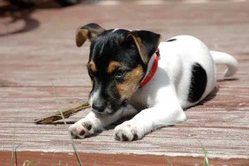 Bild: Der Vierbeiner als vollwertiges Familienmitglied - Nachfrage nach Hundeversicherungen steigt