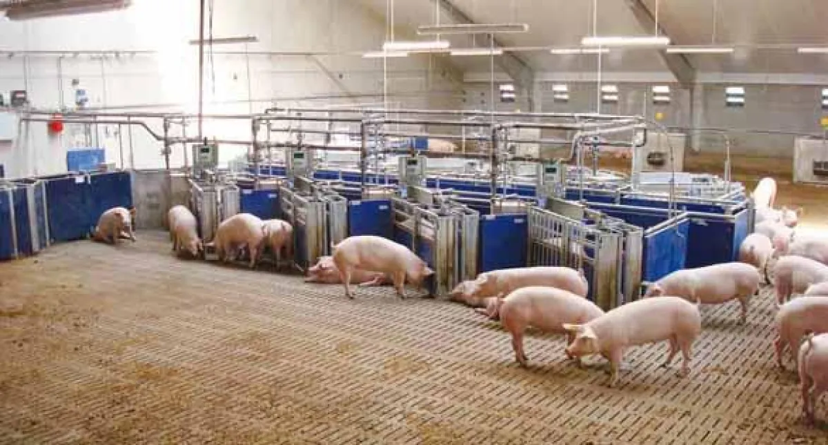 Abrufstationen ermöglichen ein einfaches,  effizientes Management großer Tierbestände.