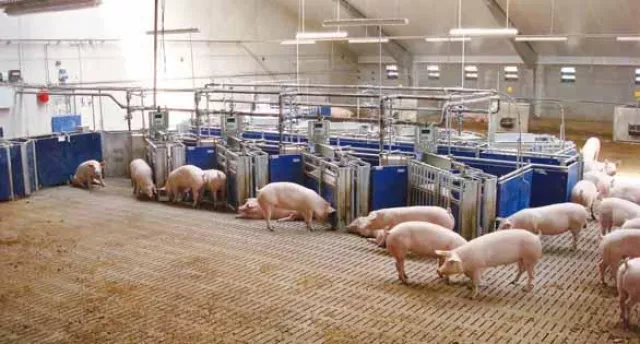 Bild: Schweine 2013: Alles eine Frage der Haltung