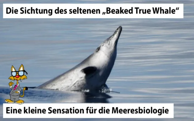 Bild: Der Beaked True Whale entdeckt auf einer Forschungsexpedition im Jahr 2013 mit dem IJM