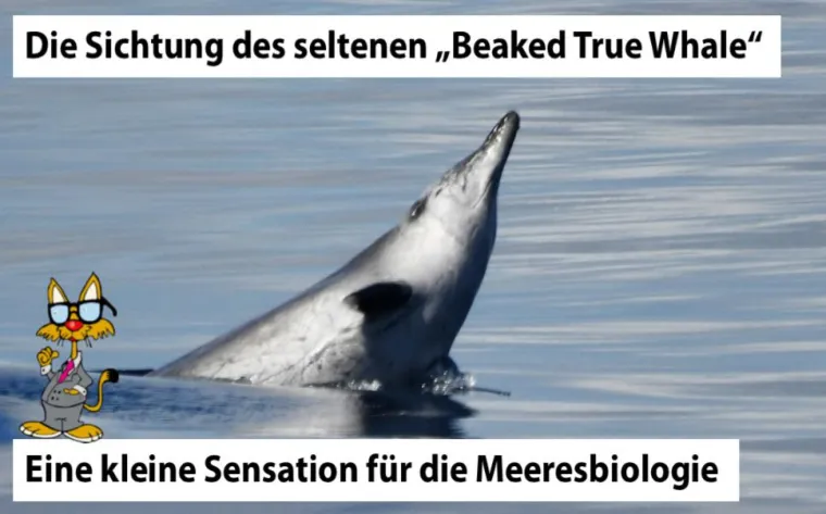 Bild: Der Beaked True Whale entdeckt auf einer Forschungsexpedition im Jahr 2013 mit dem IJM