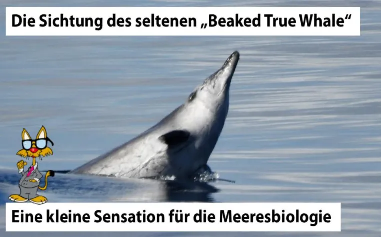 Bild: Der Beaked True Whale entdeckt auf einer Forschungsexpedition im Jahr 2013 mit dem IJM