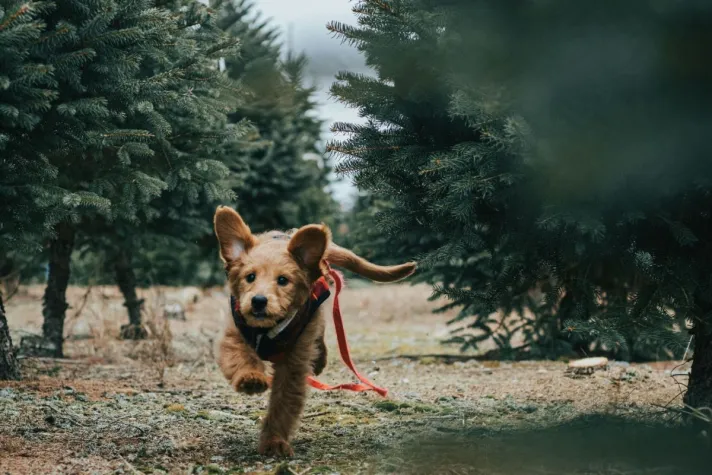 Bild: Leinenführigkeit trainieren: Warum Dein Hund an der Leine zieht und wie Du es änderst