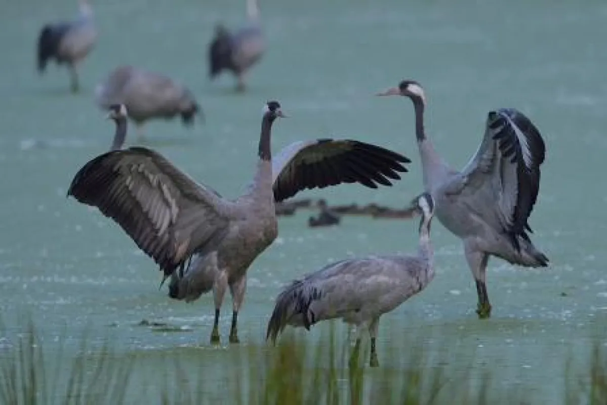 Kraniche knietief im Wasser. Naturfotografie Roman Vitt