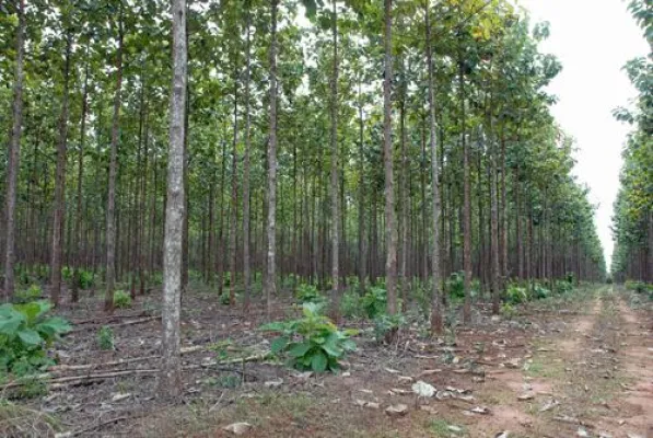 Bild: Aufforsten am Tag des Baumes: ShareWood nimmt weitere Teak-Pflanzungen in den Verkauf