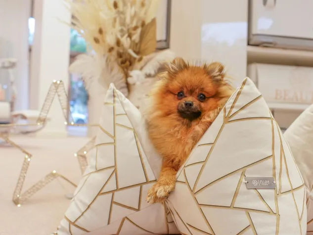 Bild: FLUM MOSAÏC: Hundekissen im Urban Style