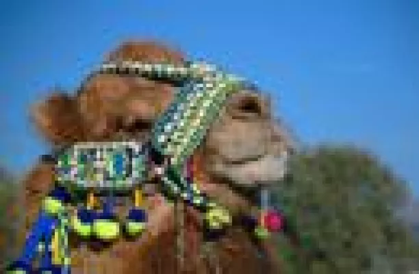 Kampf der Kamele Bild: Kampf der Kamele