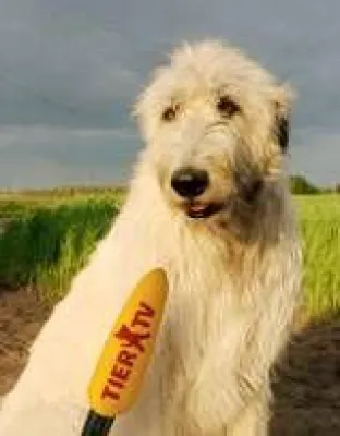 Der größte Hund Berlins schreibt Kolumne – täglich online bei TIER.TV Bild: Der größte Hund Berlins schreibt Kolumne – täglich online bei TIER.TV