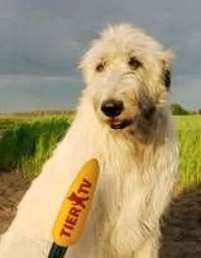 Der größte Hund Berlins schreibt Kolumne – täglich online bei TIER.TV Bild: Der größte Hund Berlins schreibt Kolumne – täglich online bei TIER.TV