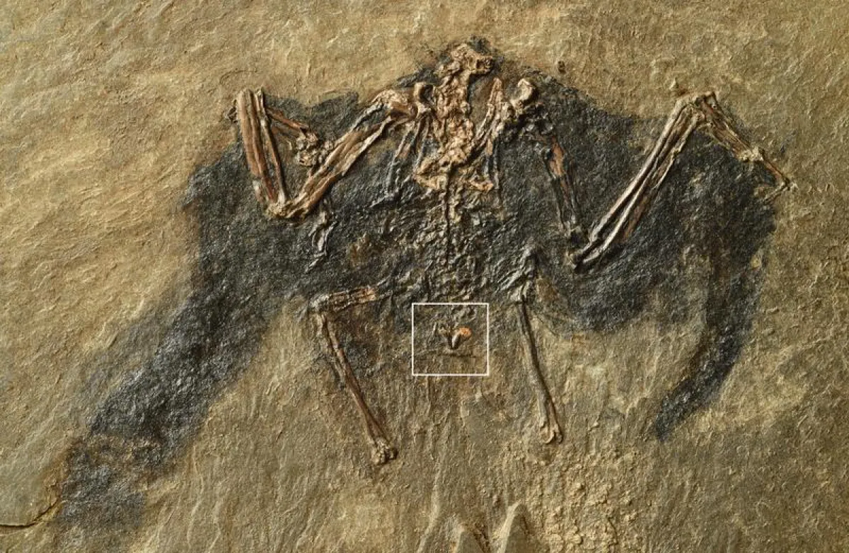 48-million-year old bird fossil excavated at the “Messel Pit“ in Germany. Markings show the uropygial gland. (Copyright: Sven Traenkner/ Senckenberg)
