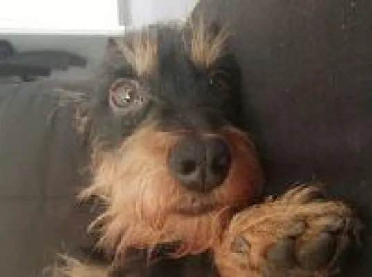 Bild: Mein Ole - Das besondere Hundebuch