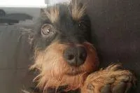 Mein Ole - Das besondere Hundebuch Bild: Mein Ole - Das besondere Hundebuch