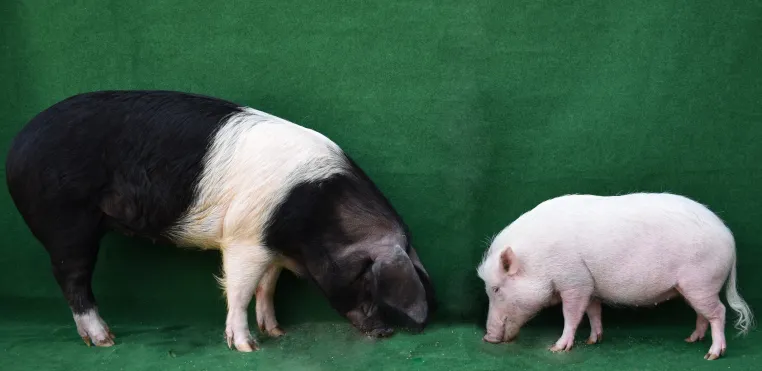 Wie wird die Körpergröße genetisch reguliert? Bild: Wie wird die Körpergröße genetisch reguliert?