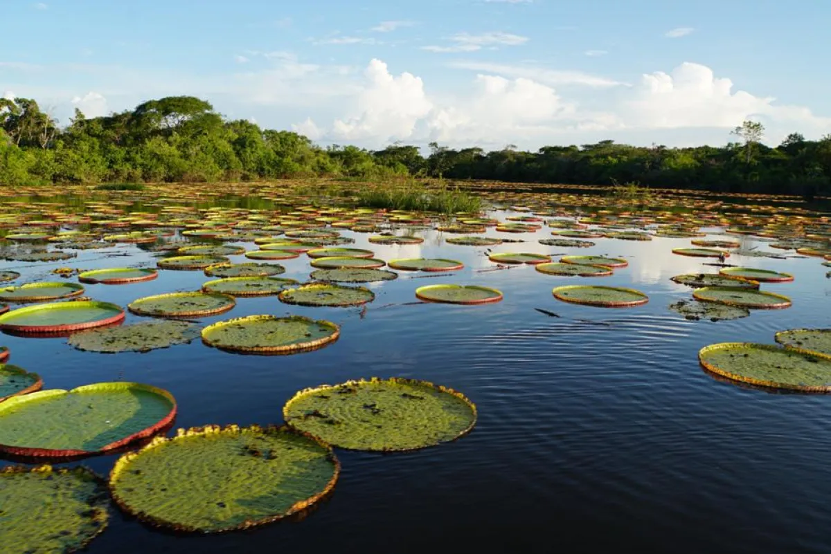 Unberührte Natur: Guyana ist ein Eco-Paradies. Credit: Hugh Hough