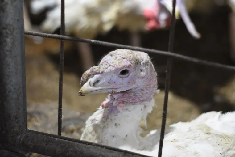 Geschlagen, geworfen, misshandelt - versteckte Kameras filmen Tierquälerei in Putenmastbetrieb im Kreis Kleve Bild: Geschlagen, geworfen, misshandelt - versteckte Kameras filmen Tierquälerei in Putenmastbetrieb im Kreis Kleve