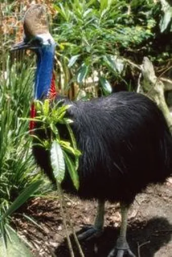 Touristen retten Cassowaries - Nordqueensland investiert in Ökotourismus Bild: Touristen retten Cassowaries - Nordqueensland investiert in Ökotourismus