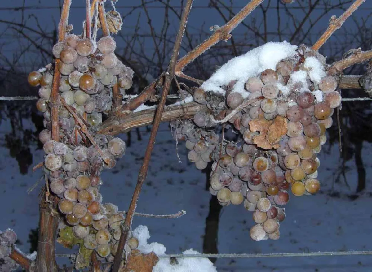 Eisweinlese im Weingut Peter Schreiber