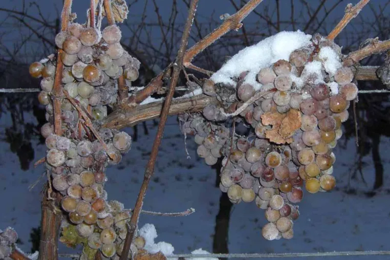 Weingut Peter Schreiber fährt den Eiswein ein Bild: Weingut Peter Schreiber fährt den Eiswein ein