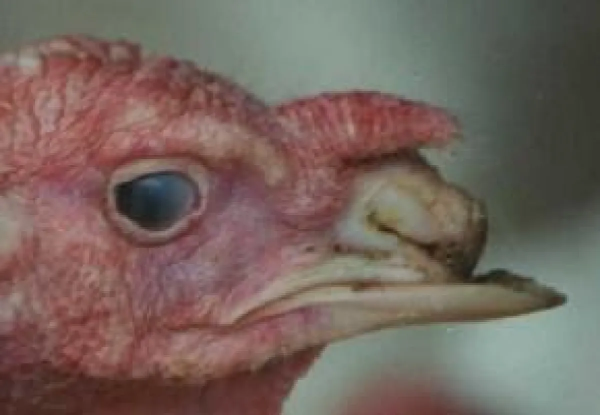 Das Kürzen der Schnäbel stellt nicht nur bei Puten eine extrem tierquälerische Anpassung an schlechte Haltungssysteme dar.