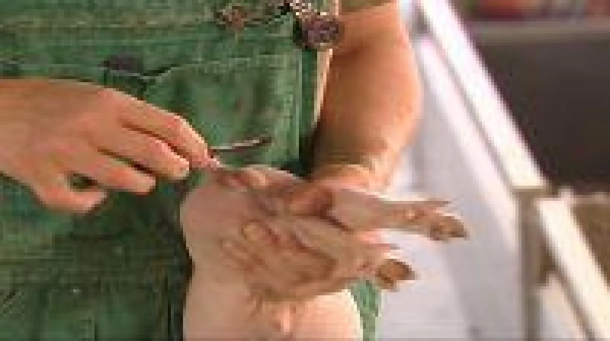 Kastration bei Ferkeln