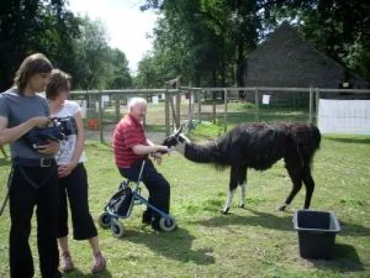 Bild: Fünf Lamas sind Darsteller im ZDF-Ruhrgebietsfilm "Zeche is nich" für Ruhr.2010