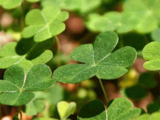 Bild: MasterCuisine aktuell: Silvesterspezialitäten