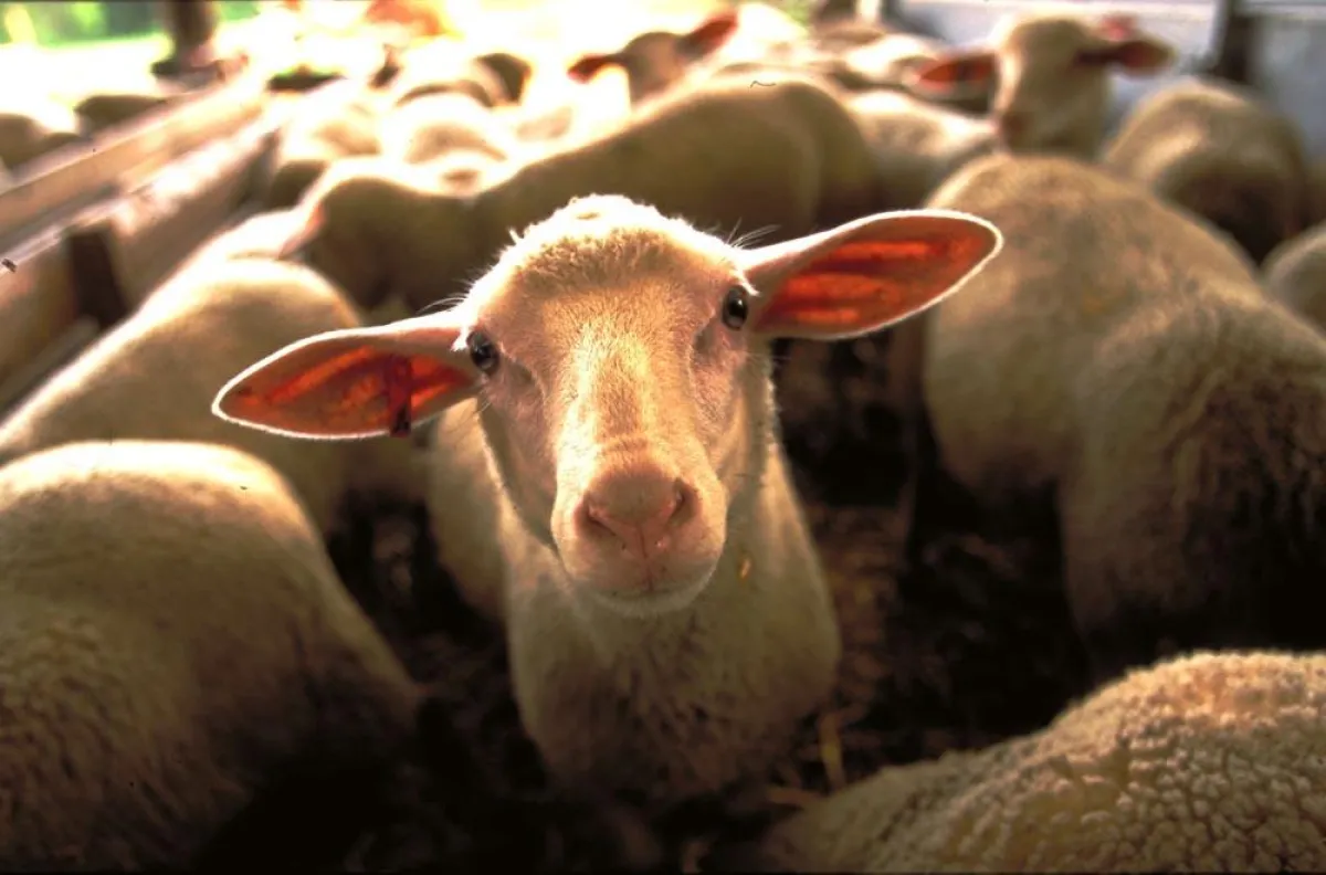 Wolf im Schafspelz? Mit Schafen führen lernen bietet DOMSET Live-Kommunikation