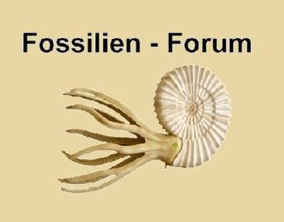 Logo des Fossilienforum - Lebendrekonstruktion eines Ammonit gefertigt im Atelier Dinoraeum