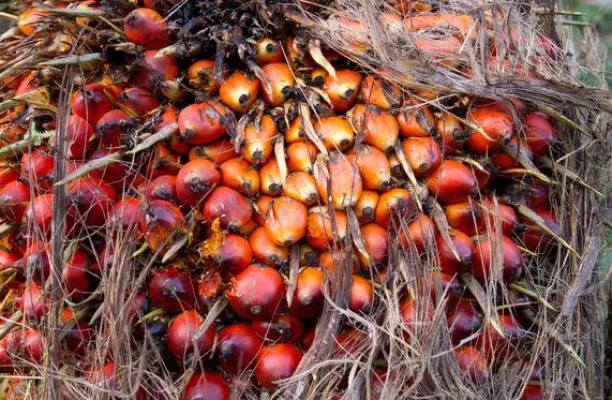 Bild: Immer wichtiger für die Ernährung der Weltbevölkerung