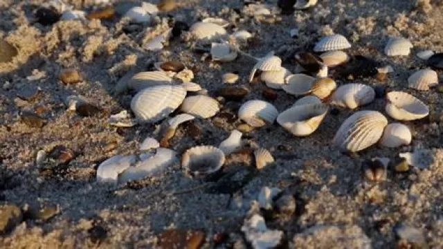 Bild: Die Ostsee mit nach Hause nehmen – Diese Mitbringsel sind ein MUSS für jeden Darß-Urlauber!