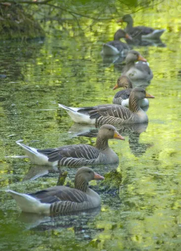 Bild: Zwischen Gänsen, Teichen und Klostergut: Fotospaziergang im Naturschutzgebiet Riddagshausen bei Braunschweig