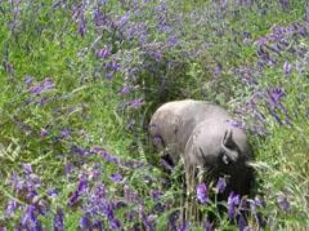 Symbiotische Landwirtschaft: Halb so viel, aber doppelt so gut Bild: Symbiotische Landwirtschaft: Halb so viel, aber doppelt so gut