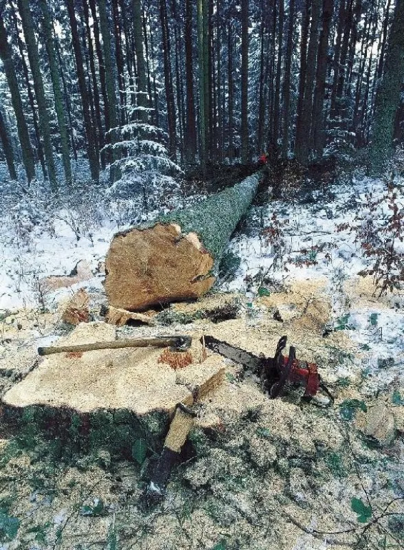 Der Winter ist die Zeit der Holzernte in den heimischen Wäldern. Dank der nachhaltigen, naturnahen Forstwirtschaft wächst in Deutschland jährlich eine Holzmenge nach, die 1,8 Millionen Güterwaggons fü