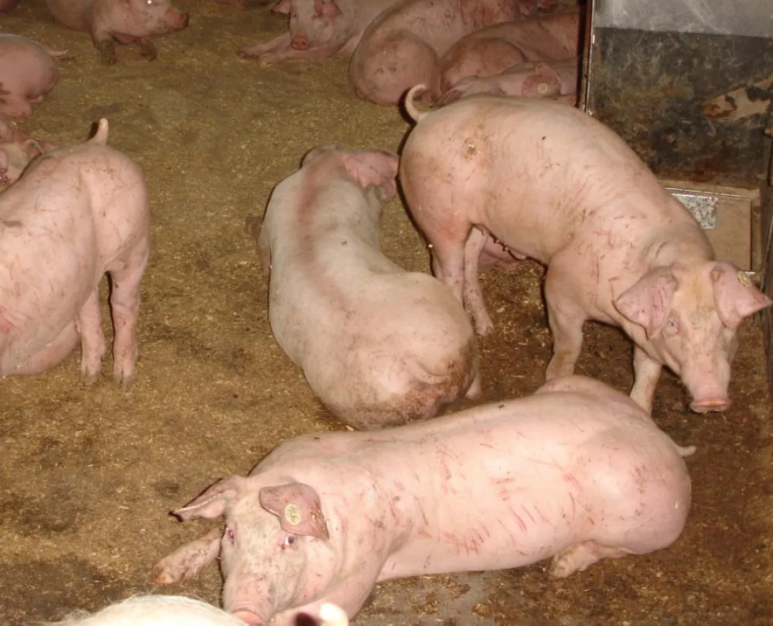 auch Thema auf der 19. AVA-Haupttagung: Vermeiden des Kupierens der Ferkelschwänze