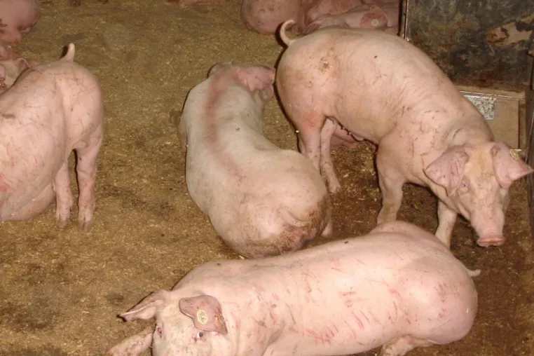 19. AVA-Haupttagung: Ein Thema ist der „Nationale Aktionsplan Kupierverzicht beim Schwein“ Bild: 19. AVA-Haupttagung: Ein Thema ist der „Nationale Aktionsplan Kupierverzicht beim Schwein“